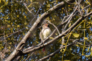 2023年2月17日(金) 東高根森林公園の野鳥観察記録