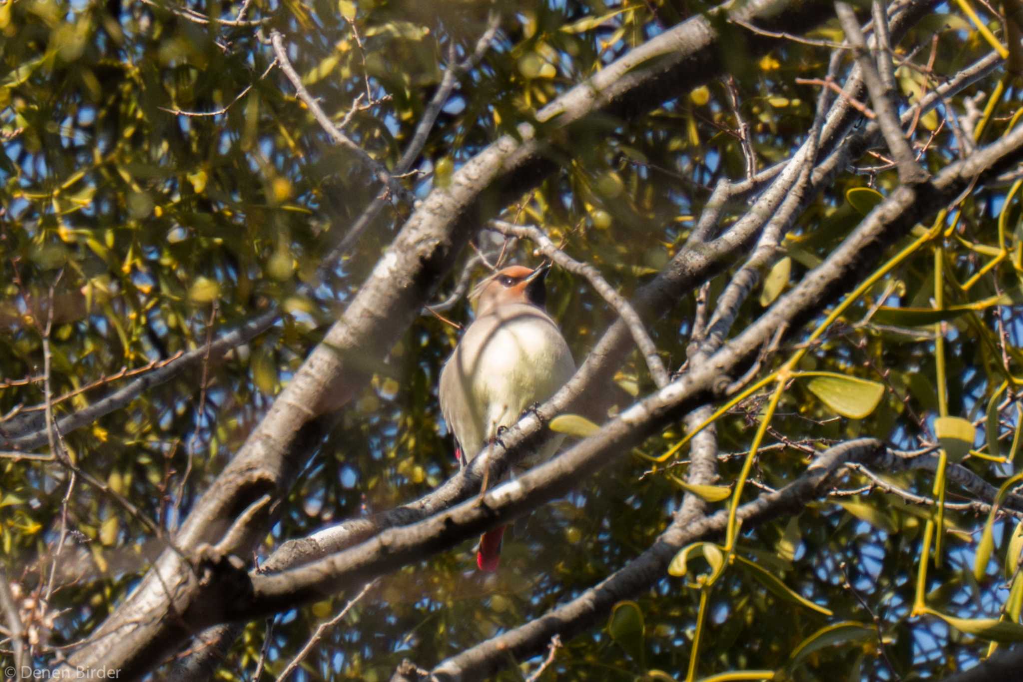 シーズン初認 by 田園Birder