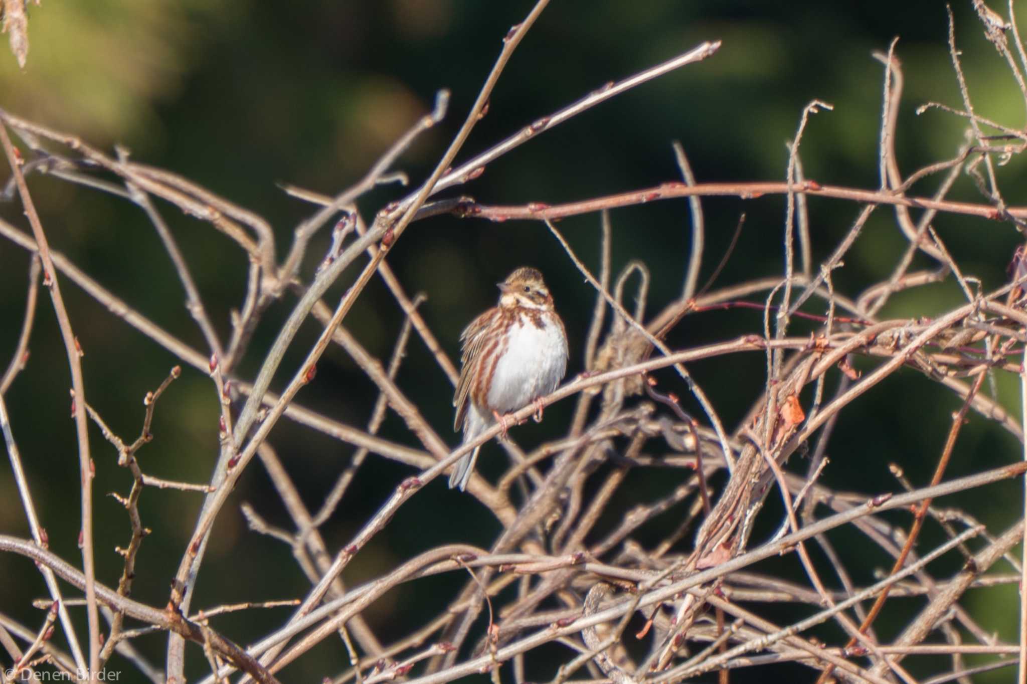 横沢入 カシラダカの写真 by 田園Birder