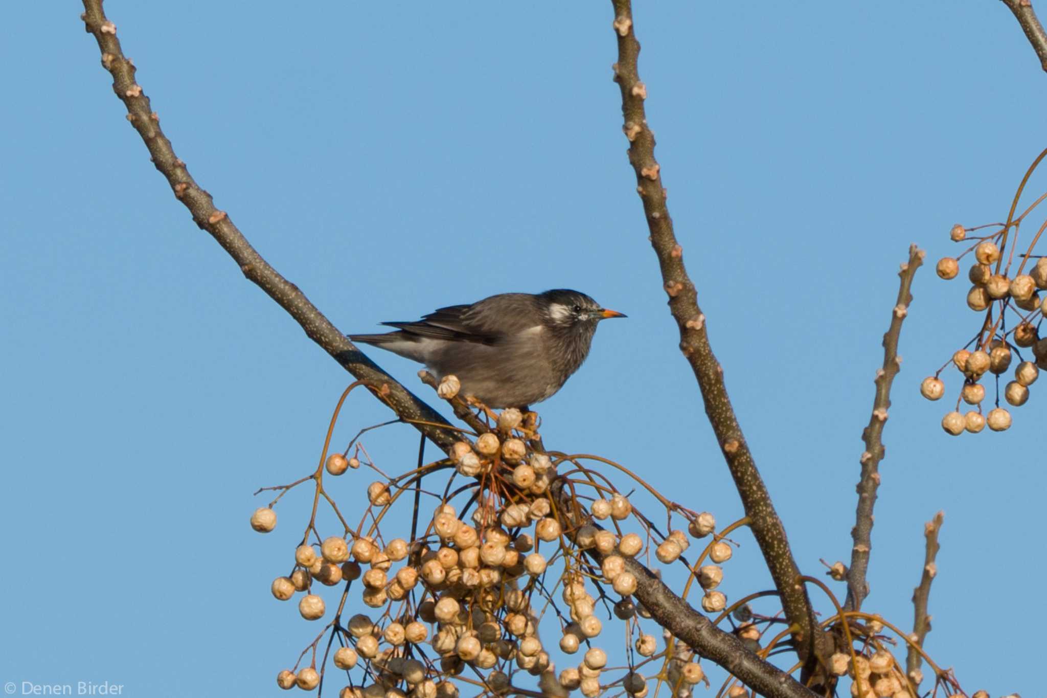 多摩川(川崎) ムクドリの写真 by 田園Birder