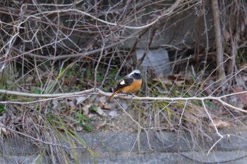 2023年2月17日(金) 寝屋川公園の野鳥観察記録