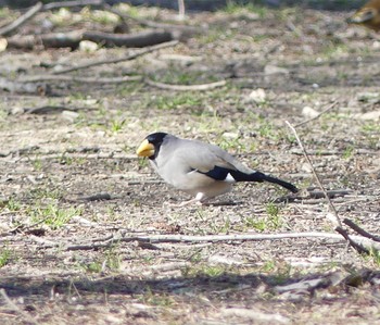 イカル 秋ヶ瀬公園(ピクニックの森) 2023年2月17日(金)