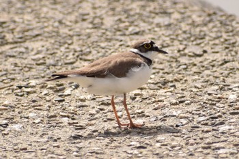 Little Ringed Plover 大阪 大和川 Mon, 4/16/2018