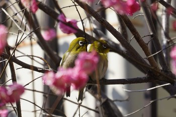 Warbling White-eye 笹下川 Fri, 2/17/2023