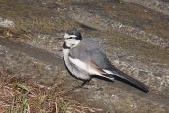 White Wagtail 東京都北区 Sun, 2/12/2023