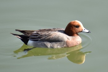 Eurasian Wigeon 奈良 大池 Thu, 4/19/2018