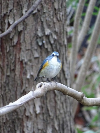 Red-flanked Bluetail 生田緑地 Fri, 2/17/2023