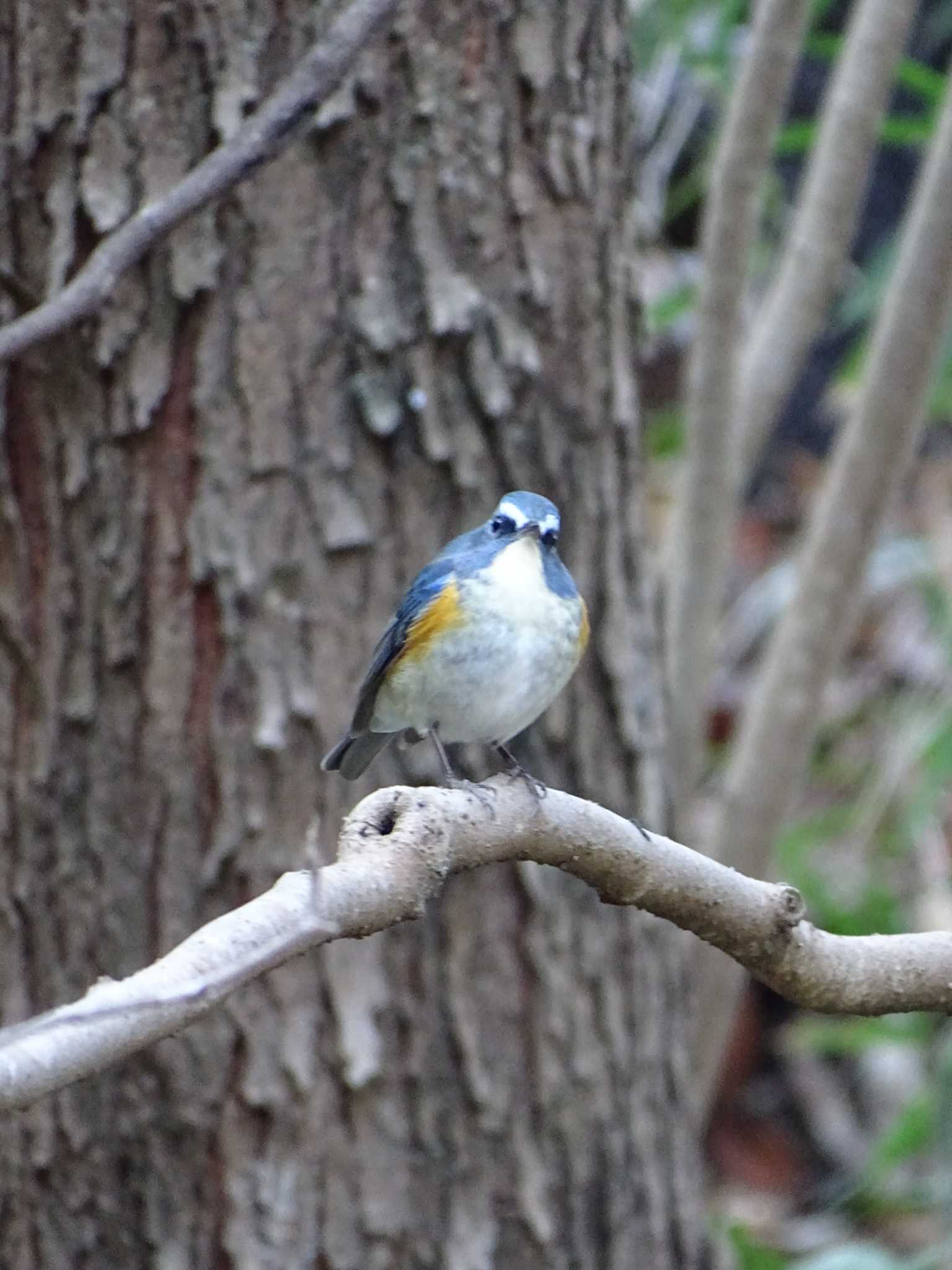 Red-flanked Bluetail