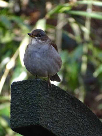 Pale Thrush 生田緑地 Fri, 2/17/2023