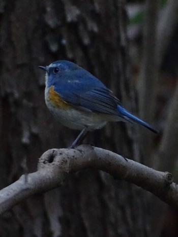 Red-flanked Bluetail 生田緑地 Fri, 2/17/2023