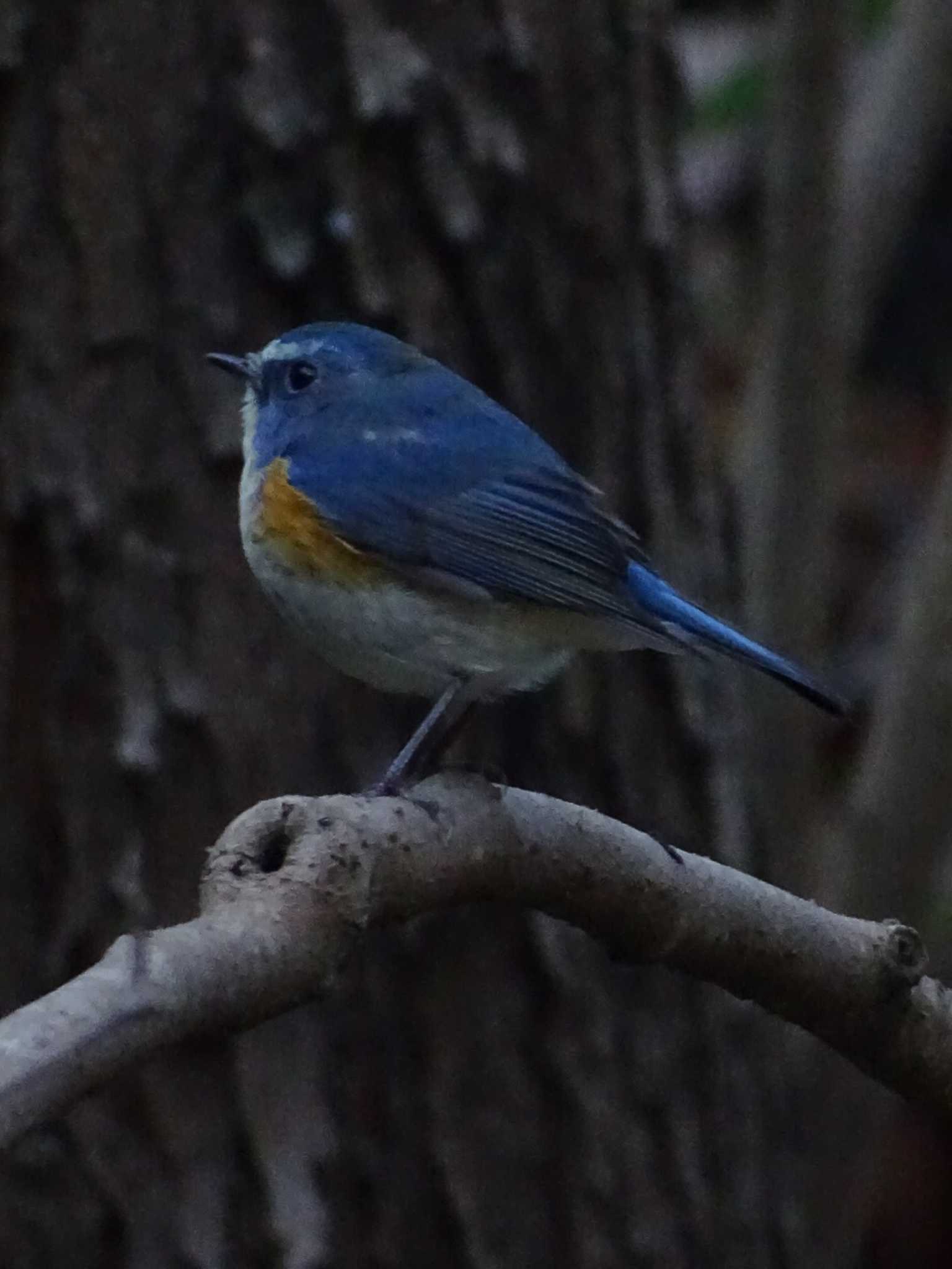 Red-flanked Bluetail