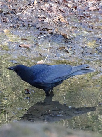 Carrion Crow 生田緑地 Fri, 2/17/2023