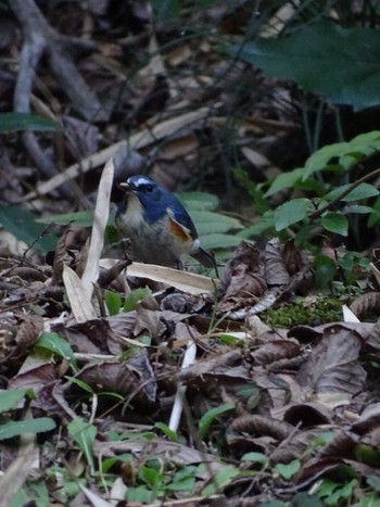 Red-flanked Bluetail 生田緑地 Fri, 2/17/2023