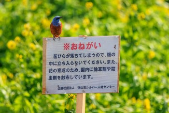 イソヒヨドリ 第1なぎさ公園 2023年2月1日(水)