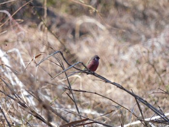 2023年2月17日(金) 秋ヶ瀬公園の野鳥観察記録