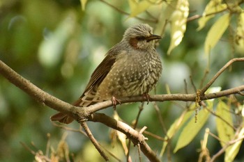 Brown-eared Bulbul 大阪 長居公園 Wed, 4/18/2018