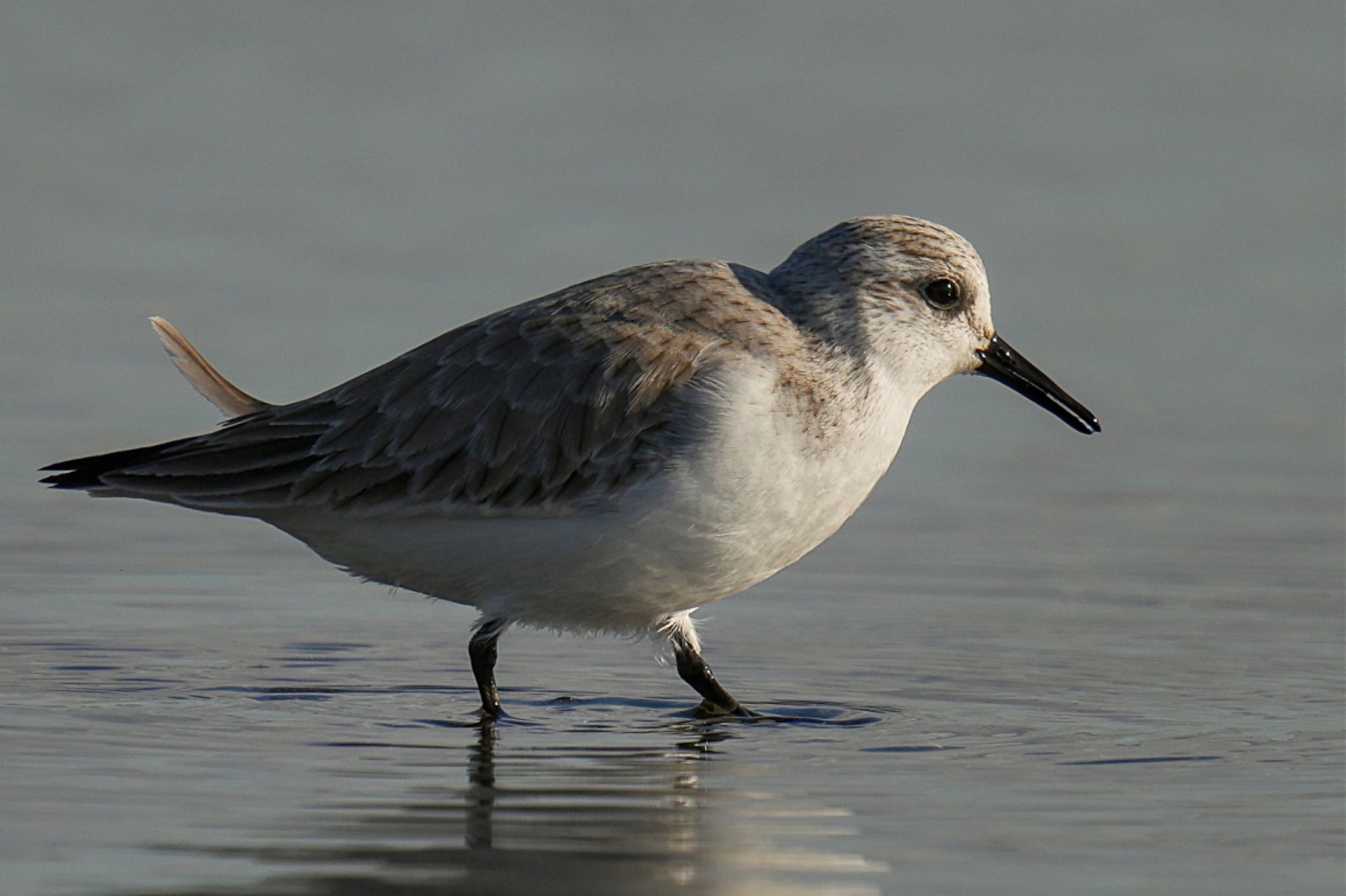 Sanderling