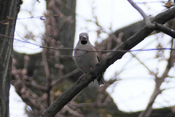 Hawfinch 東京都 Tue, 2/14/2023