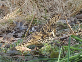 White's Thrush Akigase Park Sun, 2/12/2023