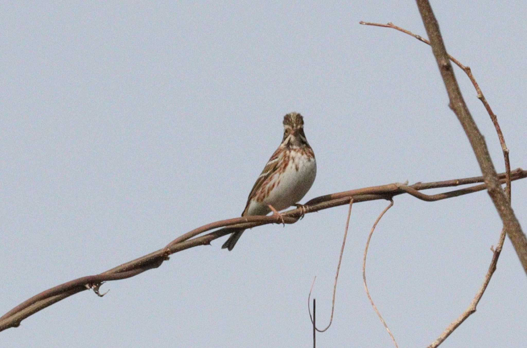 Rustic Bunting