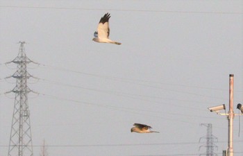 Fri, 2/17/2023 Birding report at Nabeta Reclaimed land