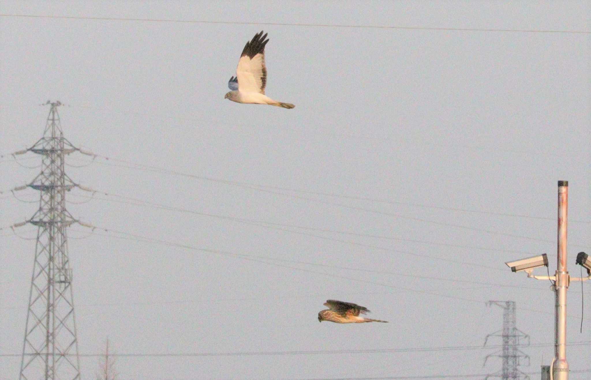 Hen Harrier