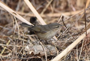 2023年2月12日(日) 埼玉県の野鳥観察記録