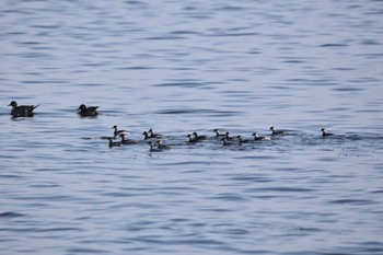 2023年2月12日(日) ふなばし三番瀬海浜公園の野鳥観察記録