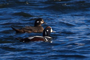 Harlequin Duck 茨城県 Fri, 2/17/2023