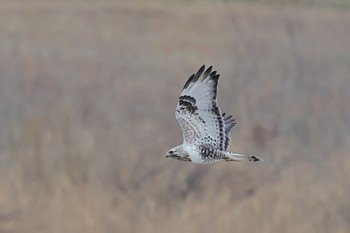 Rough-legged Buzzard 埼玉県 Wed, 2/15/2023