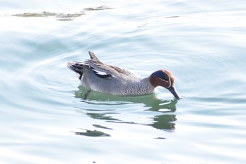 Eurasian Teal 大阪 大阪港 Fri, 4/20/2018