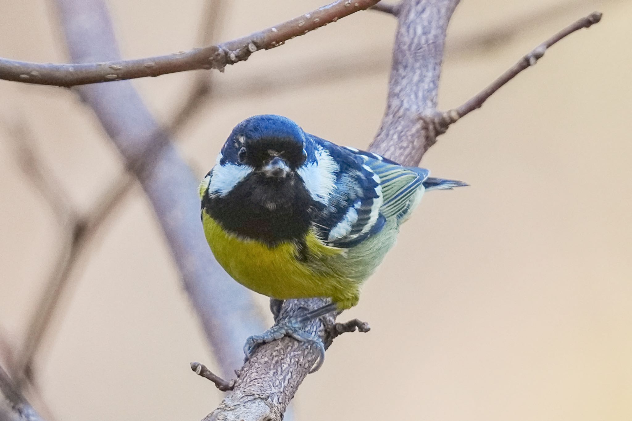 Yellow-bellied Tit