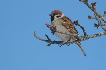 Eurasian Tree Sparrow 青森県十和田市 Thu, 2/16/2023