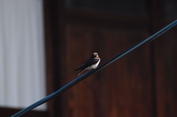 Barn Swallow 奈良 郡山 Thu, 4/19/2018