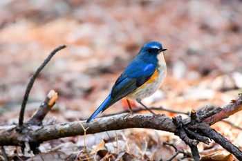 Red-flanked Bluetail Showa Kinen Park Sun, 2/12/2023