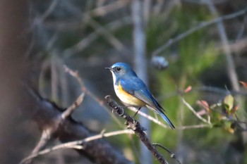 Red-flanked Bluetail 愛知県森林公園 Fri, 2/17/2023