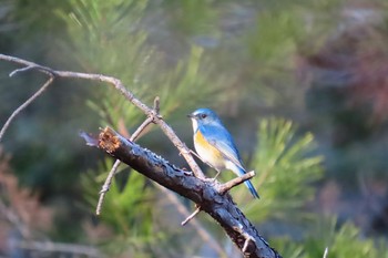 Red-flanked Bluetail 愛知県森林公園 Fri, 2/17/2023