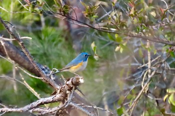 Red-flanked Bluetail 愛知県森林公園 Fri, 2/17/2023