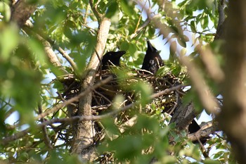 Large-billed Crow 大阪 大和川 Thu, 4/19/2018