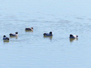 Falcated Duck 境川遊水地公園 Thu, 2/16/2023