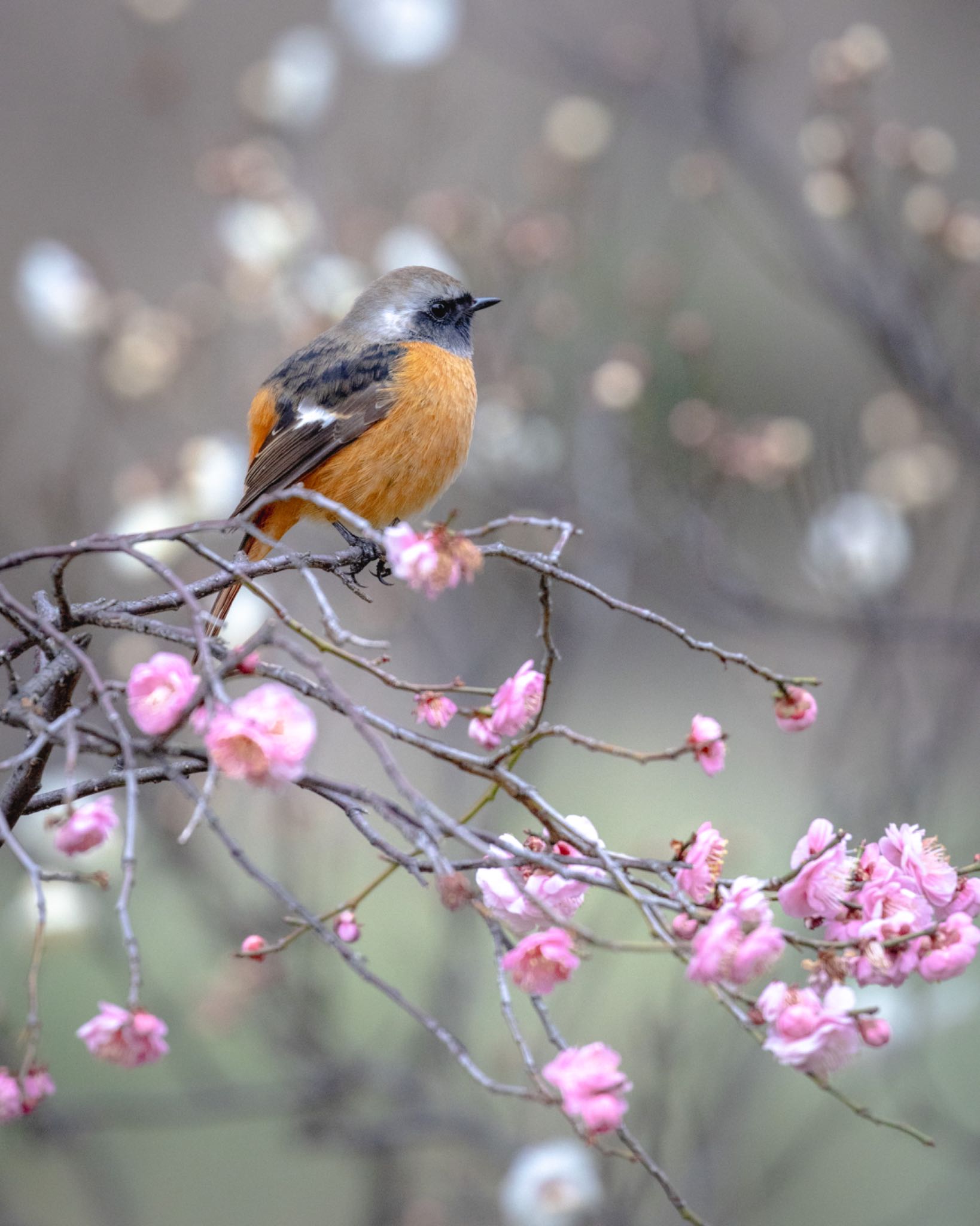 吹田市 ジョウビタキの写真 by 28 ICHIRIKI