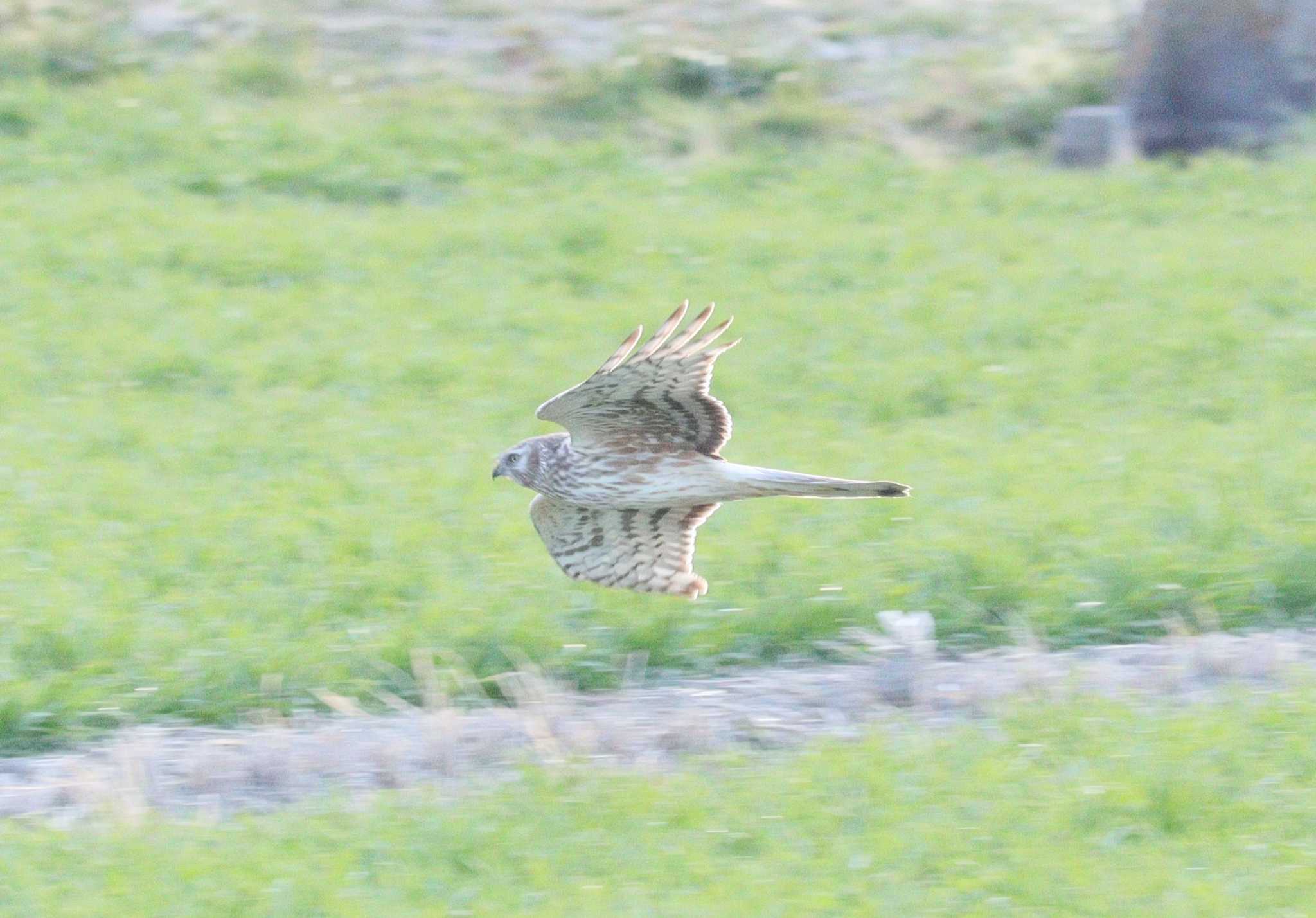 Hen Harrier