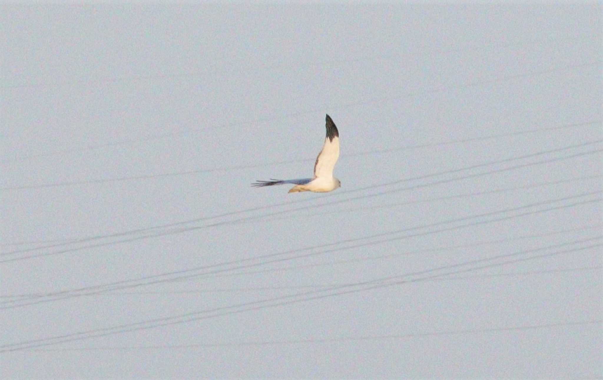 Hen Harrier