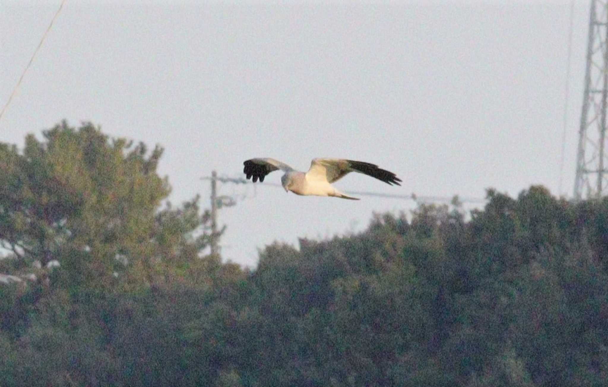 Hen Harrier