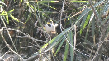 2023年2月17日(金) 平山城址(平山城址公園)の野鳥観察記録