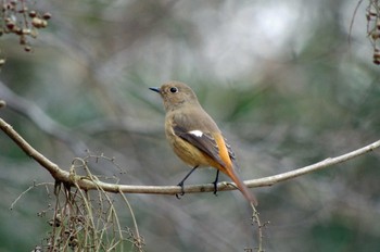 ジョウビタキ 堺自然ふれあいの森 2023年2月18日(土)