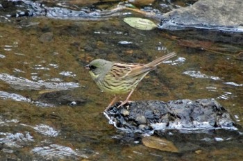 2023年2月18日(土) 堺自然ふれあいの森の野鳥観察記録