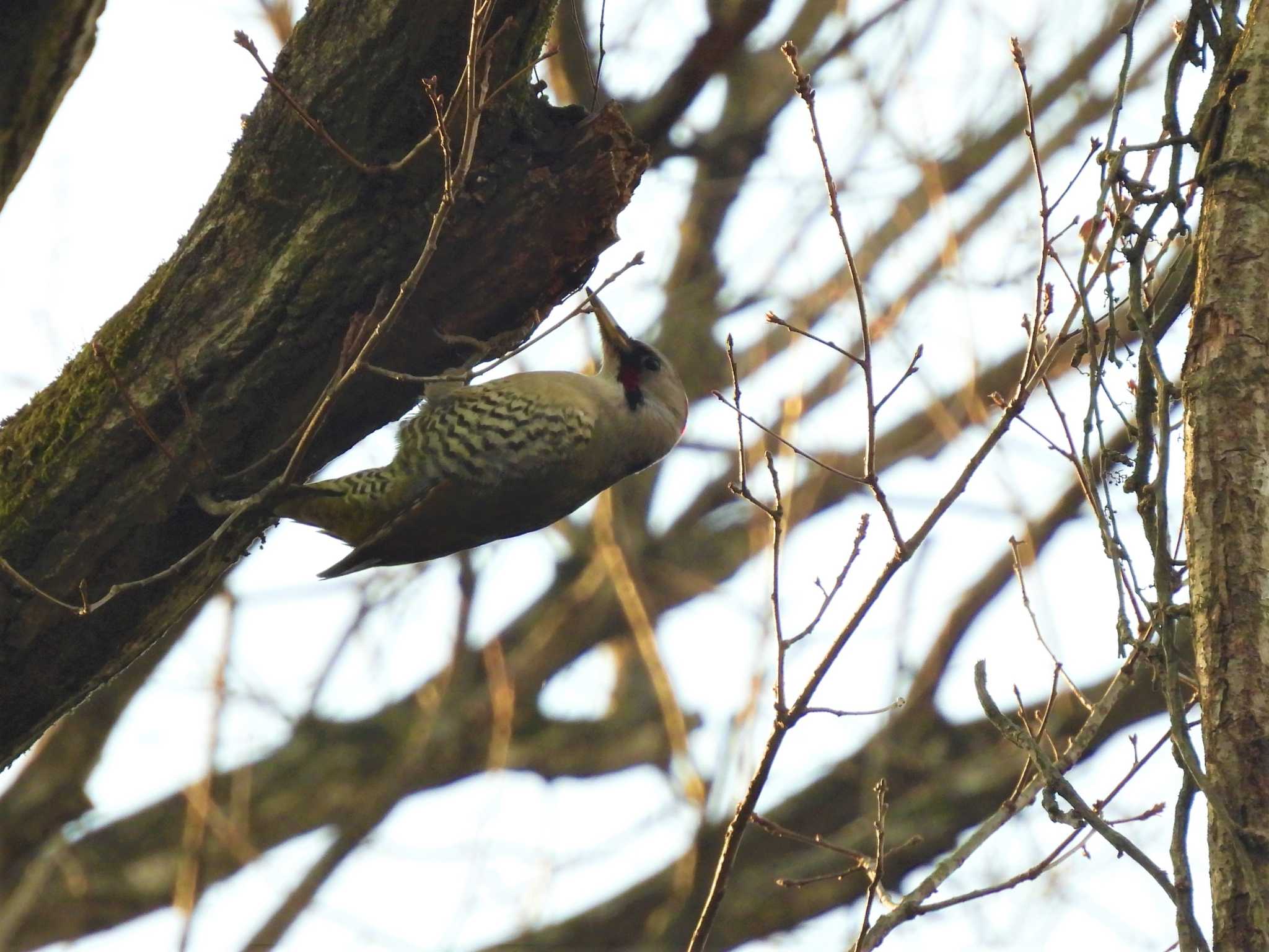 Japanese Green Woodpecker