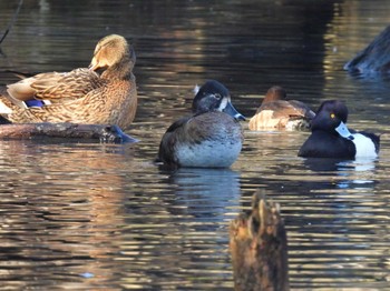 Sat, 2/18/2023 Birding report at Kodomo Shizen Park