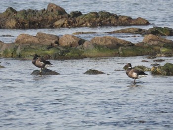 Sat, 2/18/2023 Birding report at 北海道函館市銭亀町